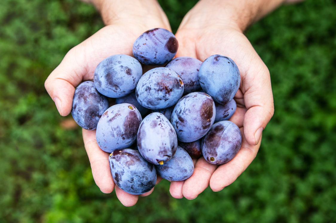 Испробајте ове рецепте са трешњама, шљивама и кајсијама